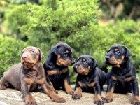 Europan doberman köpeği
