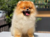 Yavru pomeranian köpeğimiz mersin