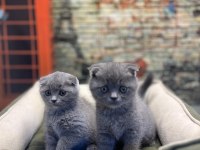 En Güzel Scottish Fold Bebekler @petclubadanaa