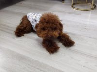 Orjinal teacup poodle