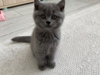 Bebek Yüz British Shorthair Yavrular