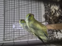 Yavrudan Büyütme Takım Forpus