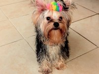 Mükemmel Baby Face Yorkshire Terrier Erkek