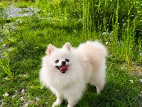 MİKRO TEACUP PAMUK PRENSES POMERANİAN BOO