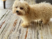 Maltipoo 11 aylık erkek