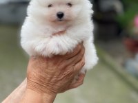 Pomeranian Boo Yavrularımız Evinizin Neşesi Olacaktır 
