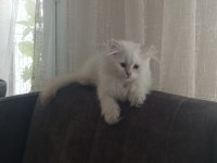 Uysal oyuncu 3 dişi ve 1 erkek british longhair yavrular