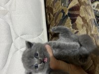 2 tane yavru orjinal british shorthair