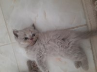 Scottish fold yavrularımız yeni yuvasını gitmeye hazır