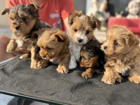 Petmode köpek çiftliğinden tea cup morkie yavrular