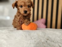 Sevimli Maltipoo  Yavrularımız 