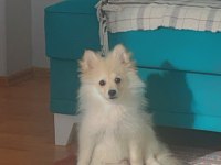 Oyuncu spitz yavrumuz