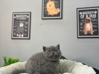 British shorthair 2 aylık yavrumuz