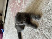 2 aylık scottish fold kedisi