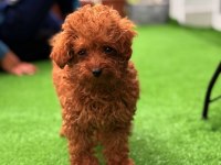 TOY POODLE ERKEK VE DİŞİ