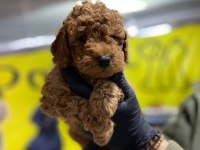 TOY POODLE DÜNYASI