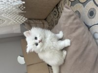 Dünya güzeli british longhair bebeğim