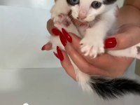 MİNİ MİNİ TEKİR KEDİLER YENİ SICAK YUVALARINI ARIYORUZ