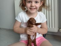 2 dişi ve 1 erkek toy poodle