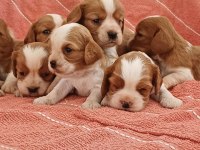 Mükemmel A Kalite Cavalier King Charles Yavrularımız