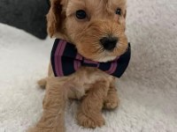Maltipoo minikler