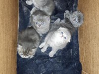 Ev ortamından scottish fold yavrular