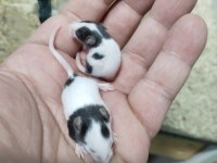 Panda Mice