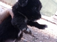 Kokoni cinsi small greek pinscher