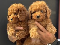 Petmode köpek çiftliğinden toy poodle