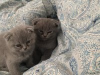 Scottish fold yavrularımız yuva arıyor