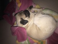 Eşleştirmek için erkek pug acil