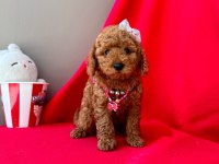 Safkan Toy Poodle Bebekler