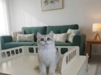 British longhair ve shorthair