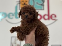 Ankarada boy ve kg ram garantili toy poodle lar
