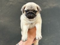 SAFKAN ORJİNAL IRK PUG MOPS YAVRULARIMIZ