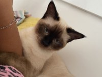 Maysa (siyam kedisi)