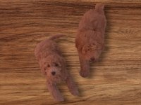 Minyatür toy poodle yavrularımız