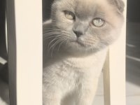 Blue point scottish fold