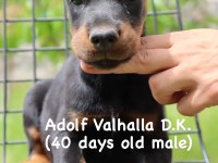 A secereli şampiyon kan hattı doberman yavrular