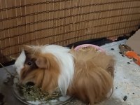 Ücretsiz guinea pig