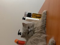 Kısırlaşmış British longhair İstanbul