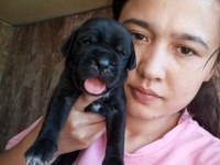 Cane Corso Yavrularımız