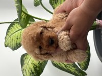 45 günlük toy poodle bebekler