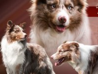 Çok iyi border collie yavruları İstanbul