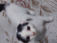 KEDİMİZİ SAHİPLENDİRMEK İSTİYORUZ ACİLL