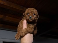 Redbrown Toypoodle Yavrular 