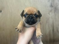 Pug Yavrular 7 Tane
