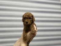 Toy poodle yavrularımız yeni yuvalarını arıyor