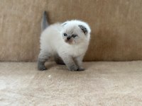 Eşsiz Güzellikte Point Scottish Fold