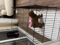 5 Aylık Poodle Yavrumuz Lidya